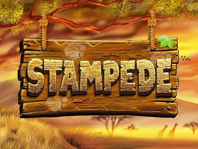 stampede